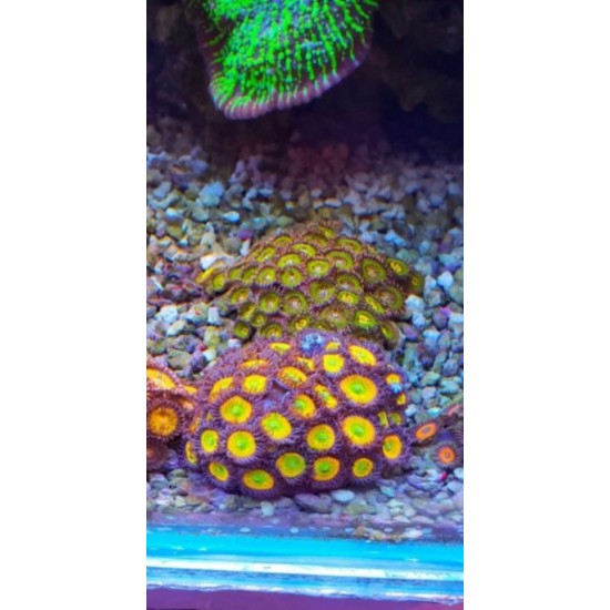 Frag Saver Rocks ( seramik )