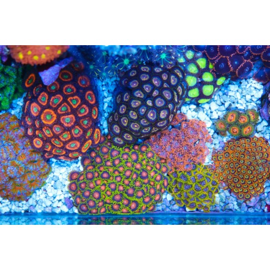 Frag Saver Rocks ( seramik )