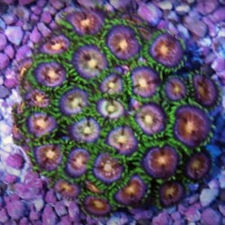 Frag Saver Rocks ( seramik )