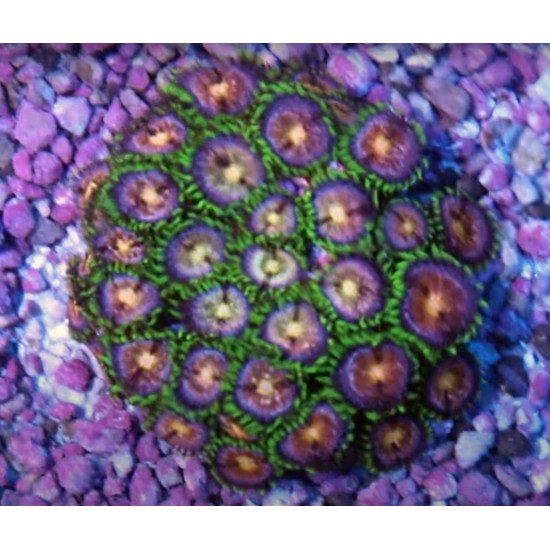 Frag Saver Rocks ( seramik )