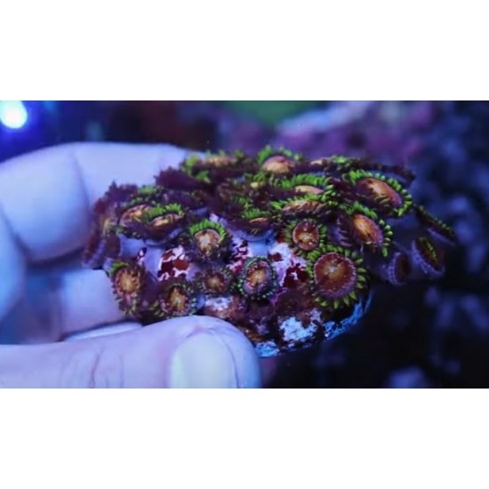 Frag Saver Rocks ( seramik )