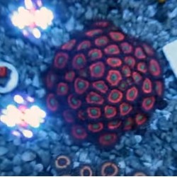 Frag Saver Rocks ( seramik )