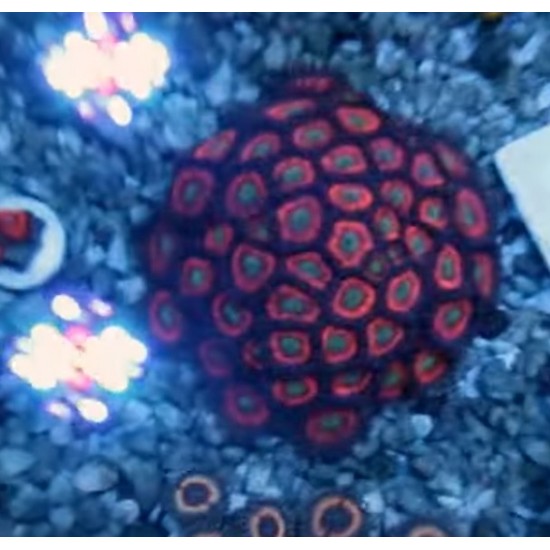 Frag Saver Rocks ( seramik )